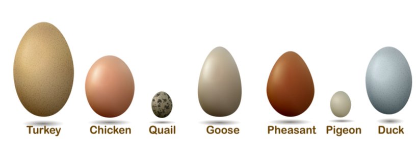 Uovo di tacchino vs uovo di gallina - Confronto tra uova