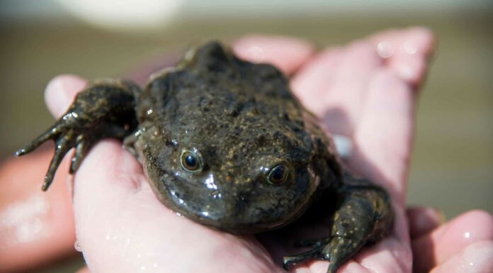 Telmatobius culeus or the Titicaca water frog.