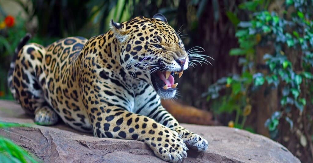 I gatti più veloci: il giaguaro