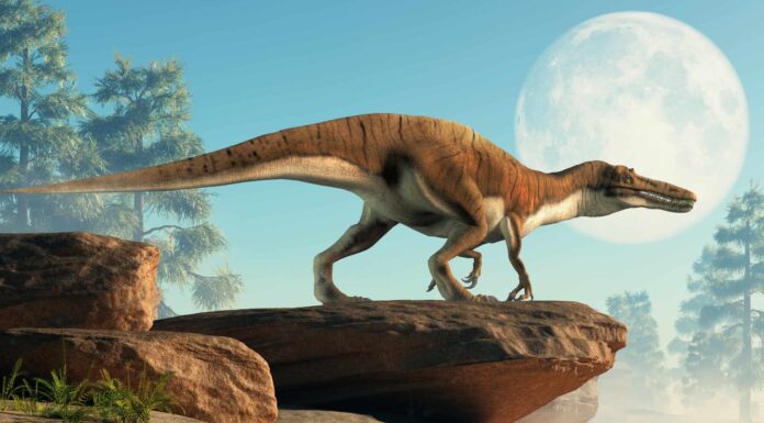 Il più grande dinosauro mai esistito in Europa era un predatore dalla faccia di coccodrillo che camminava su due zampe
