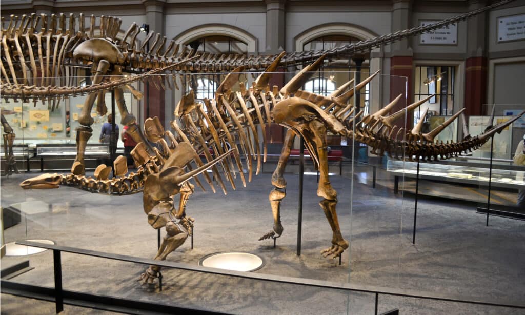 Scheletro di Kentrosauro