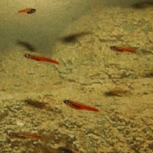 Pesce Paedocypris che nuota in acque torbide