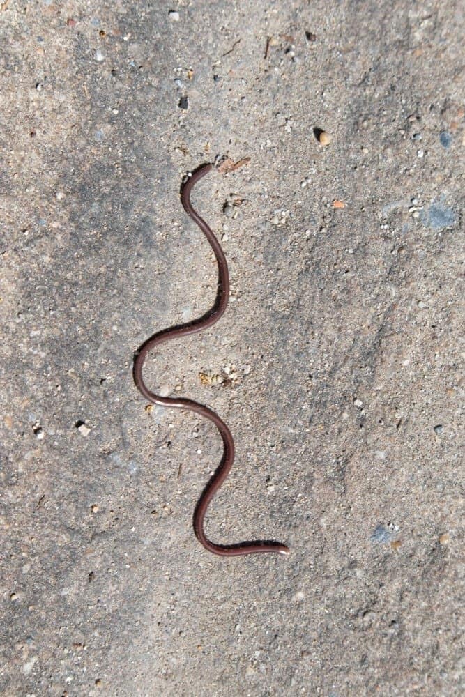Un esile serpente cieco che striscia su una roccia.