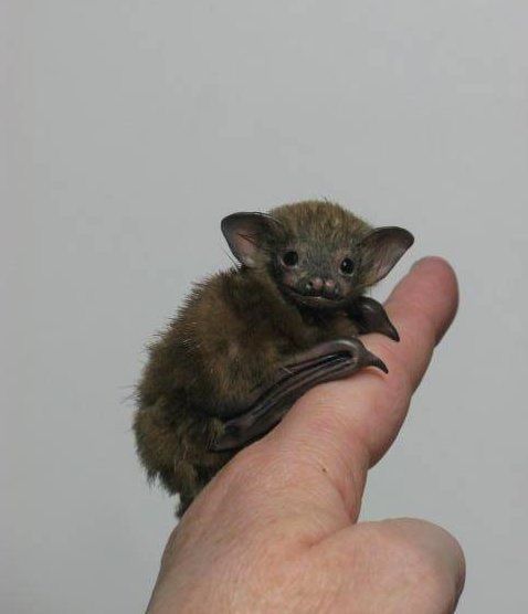 Un pipistrello dal naso di maiale di Kitti seduto sul dito di una persona.