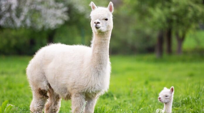 10 fatti incredibili sull'alpaca
