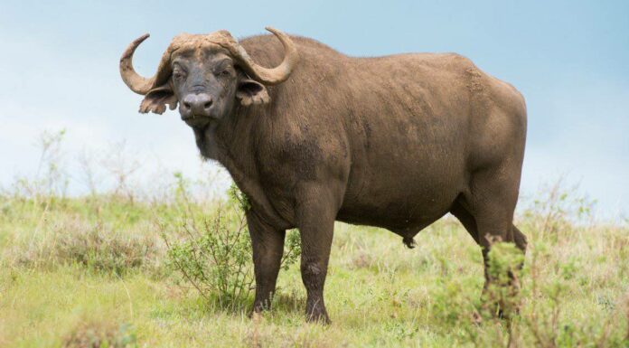 10 incredibili fatti di bufalo 
