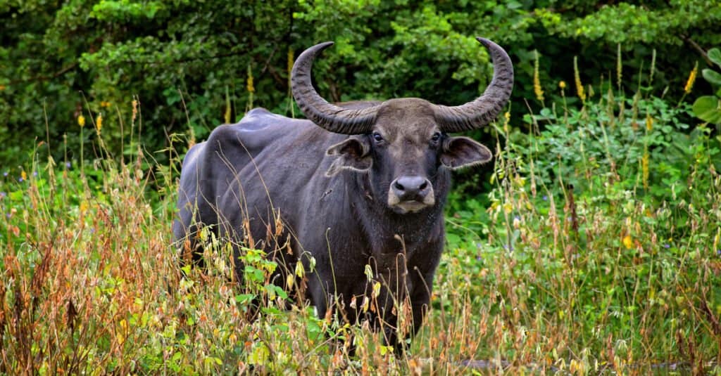 bufalo d'acqua selvatico in piedi nel campo