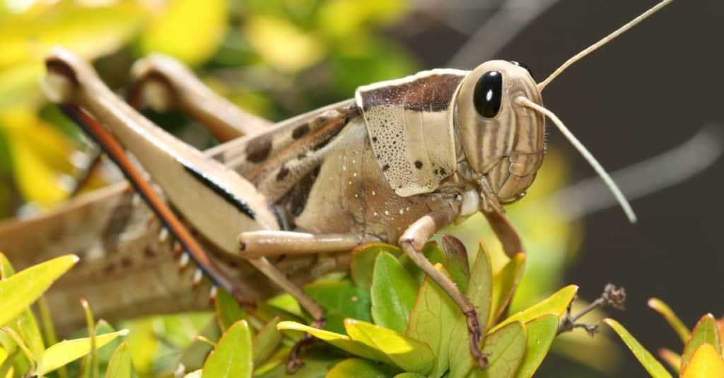 Cavalletta uccello dalla testa bruna, tra le foglie di una pianta variegata di Abelia.  Capo Occidentale, Sud Africa.