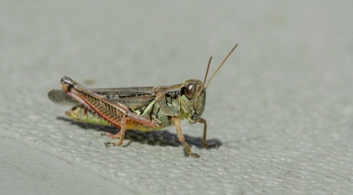 Largest grasshoppers - two striped grasshopper