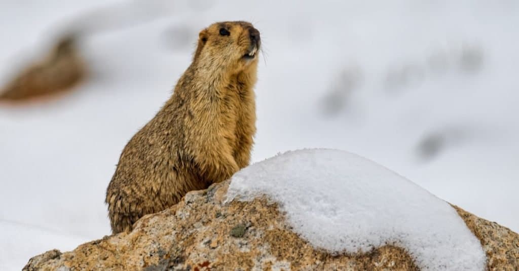 Incredibile animale di montagna: marmotta himalayana