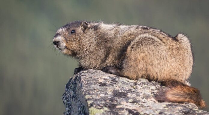 Marmot vs Prairie Dog: 6 differenze chiave
