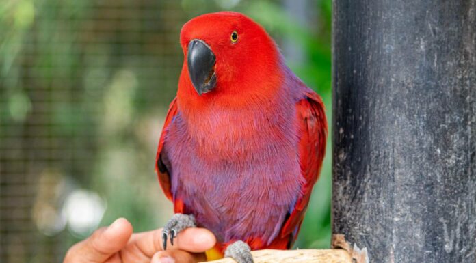 10 fatti incredibili sui pappagalli
