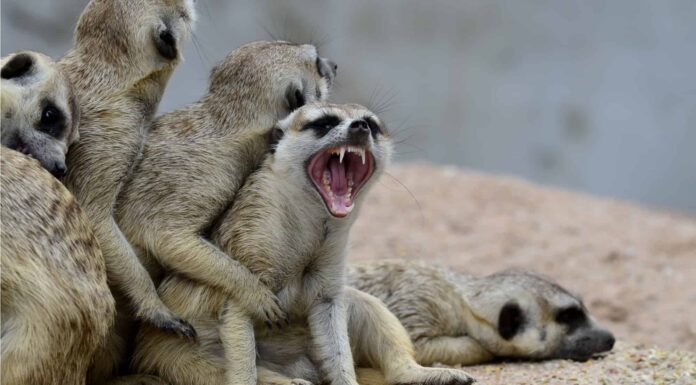 Meerkat vs Prairie Dog: quali sono le principali differenze?
