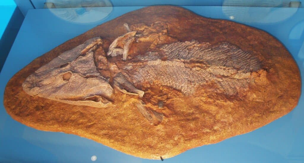 Fossile di Tiktaailk