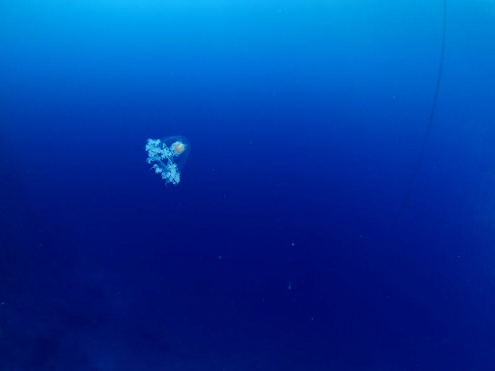 Una medusa immortale nell'oceano.