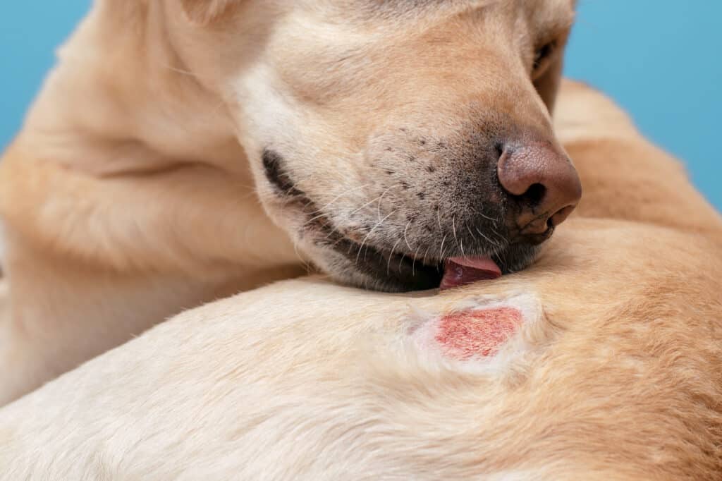 cane con dermatite atopica