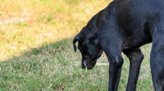 9 motivi per cui il tuo cane sta vomitando (ansimando a secco) e cosa fare al riguardo
