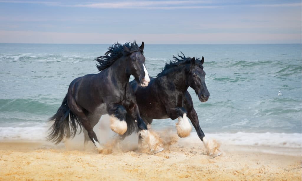 Shire Horse Vs Clydesdale-Shire Horse