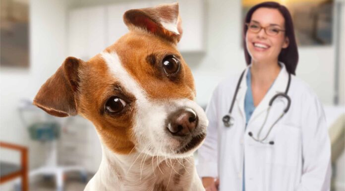 Il vero costo per castrare (e sterilizzare) un cane
