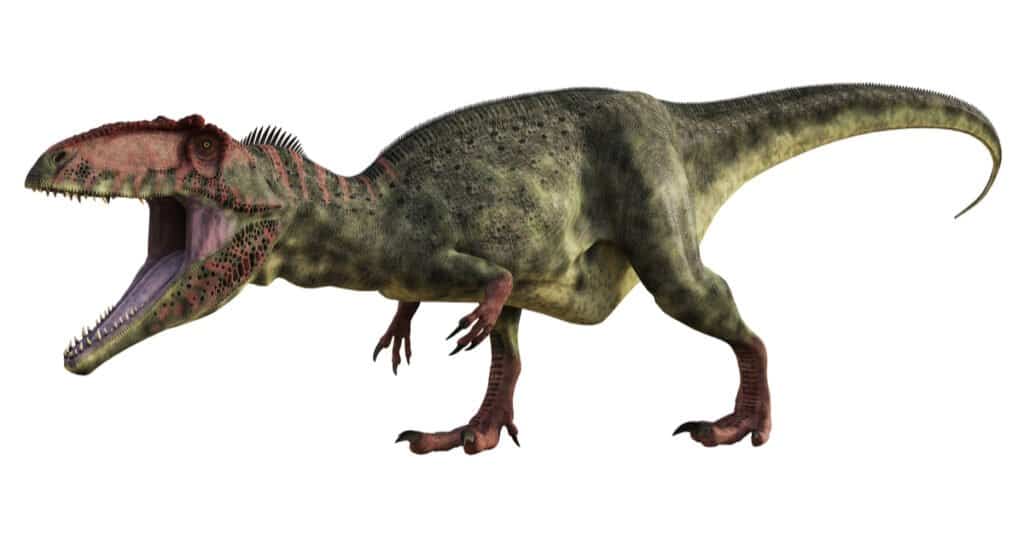 T Rex contro Gigantosauro