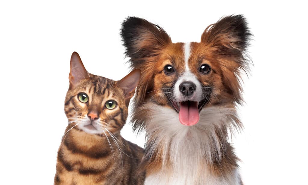 Ritratto di un cane e un gatto insieme su uno sfondo bianco