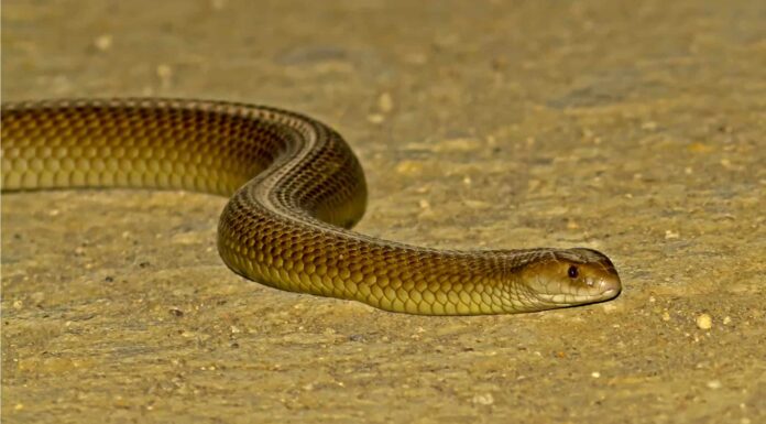 Mulga Snake vs King Cobra: quali sono le differenze?
