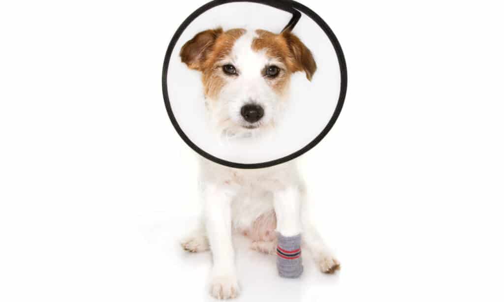 Cane con zampa ferita che indossa un collare elisabettiano su sfondo bianco
