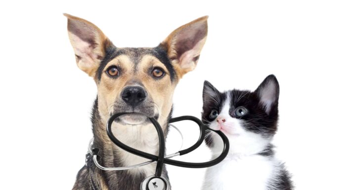 Guida definitiva all'assicurazione per animali domestici: cosa copre
