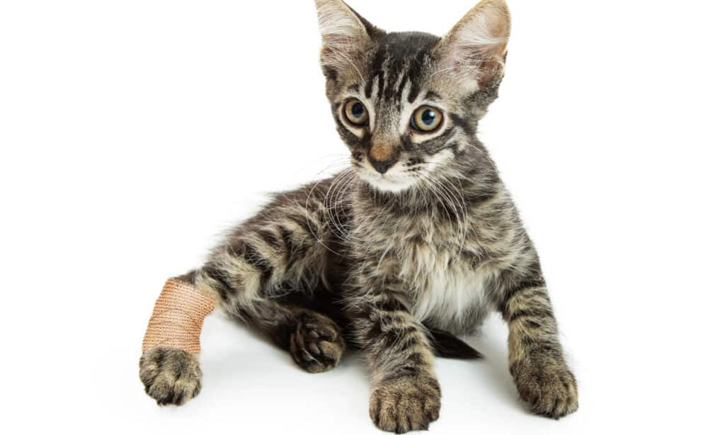 Gattino con una gamba posteriore ferita e fasciata su sfondo bianco