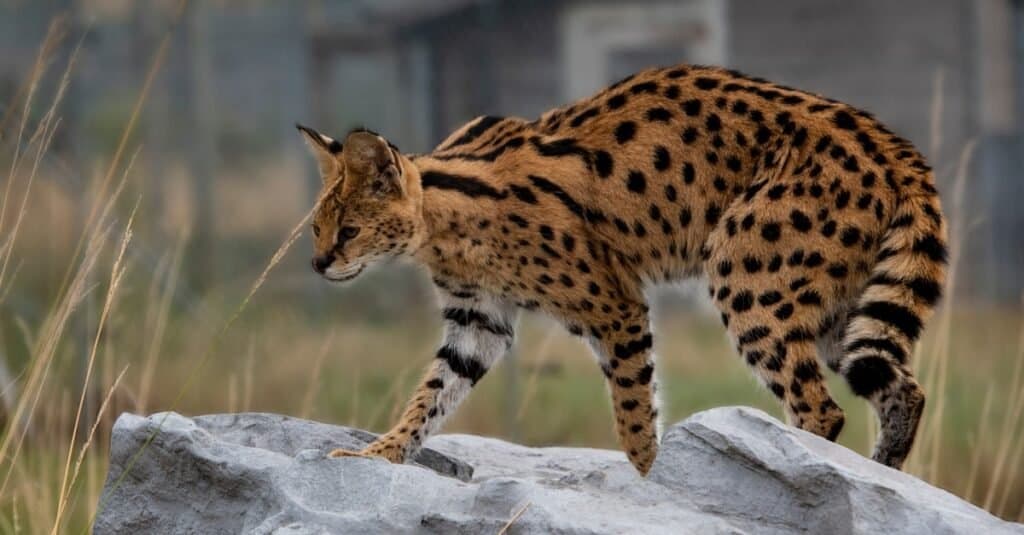 I gatti più spaventosi - Serval