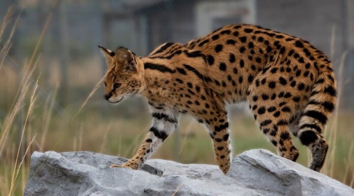 Scariest Cats - Serval