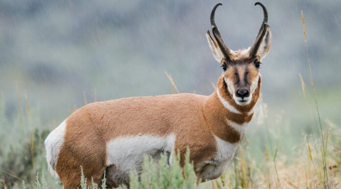 Pronghorn vs Antilope: quali sono le loro differenze?

