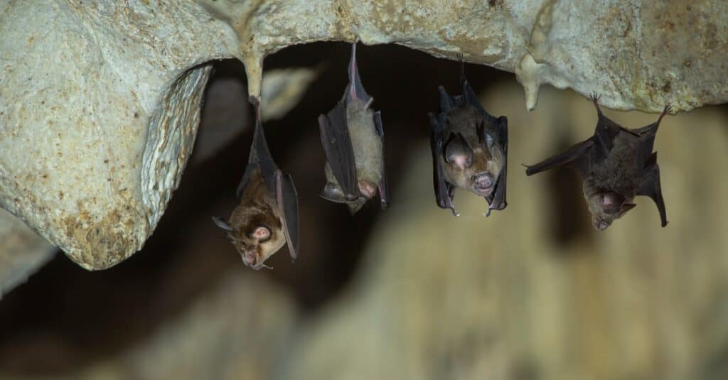 pipistrello bambino appollaiato