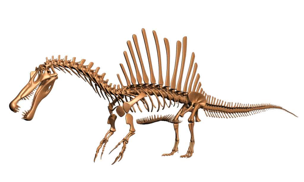 scheletro di spinosauro 