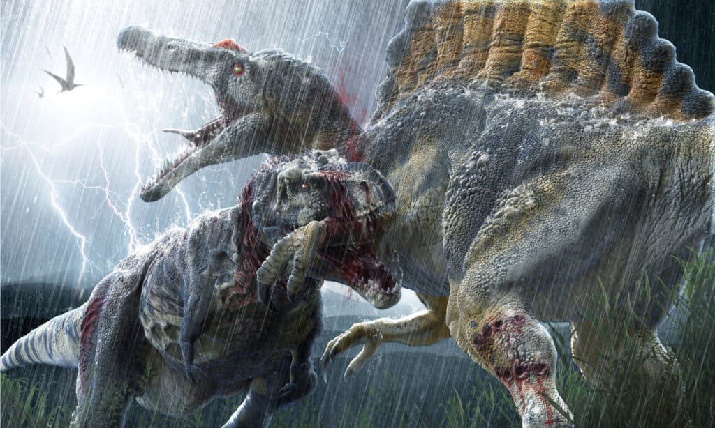 Spinosauro contro Tirannosauro