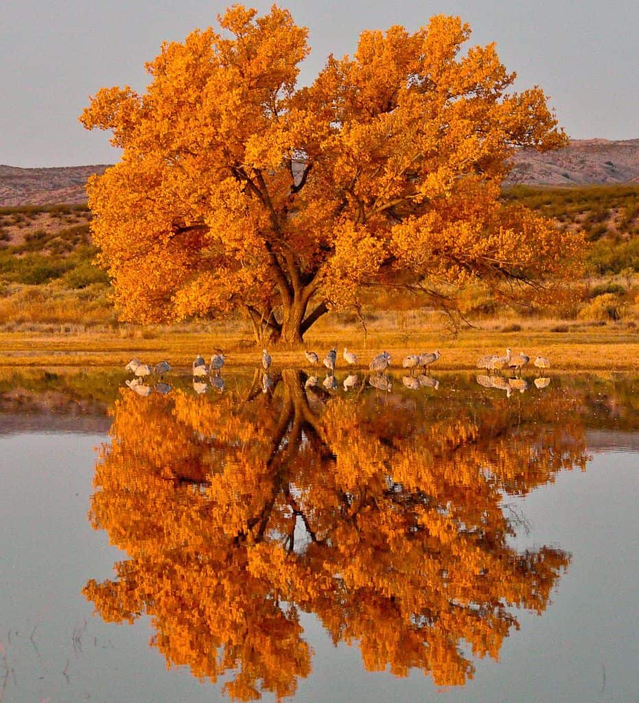 Monumento Nazionale Bosco del Apache