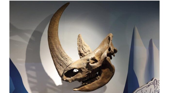 7 dinosauri con le corna come un rinoceronte (uno sembra un T-Rex con un corno!)

