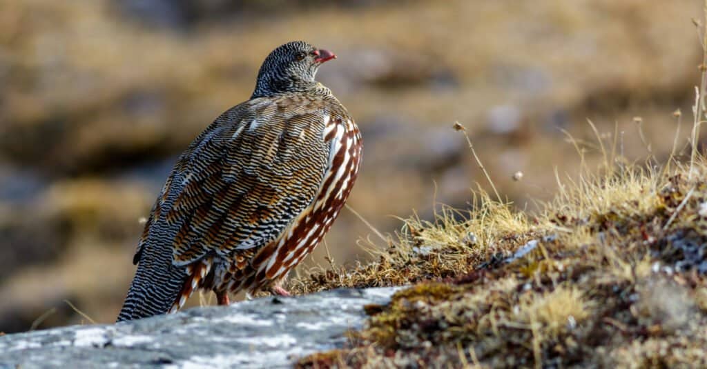 12 animali del Natale da tutto il mondo - pernice