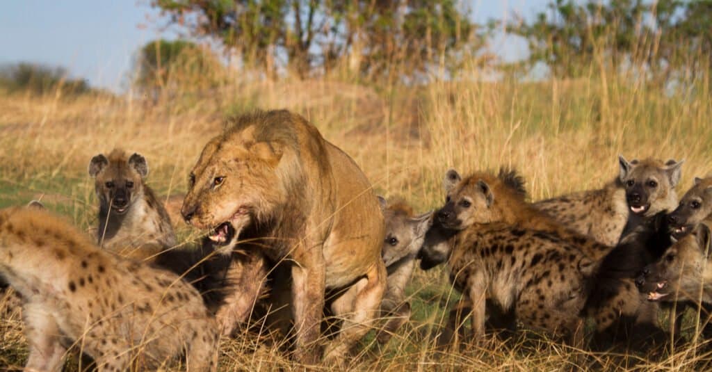 Cosa mangiano i leoni: leone contro iena