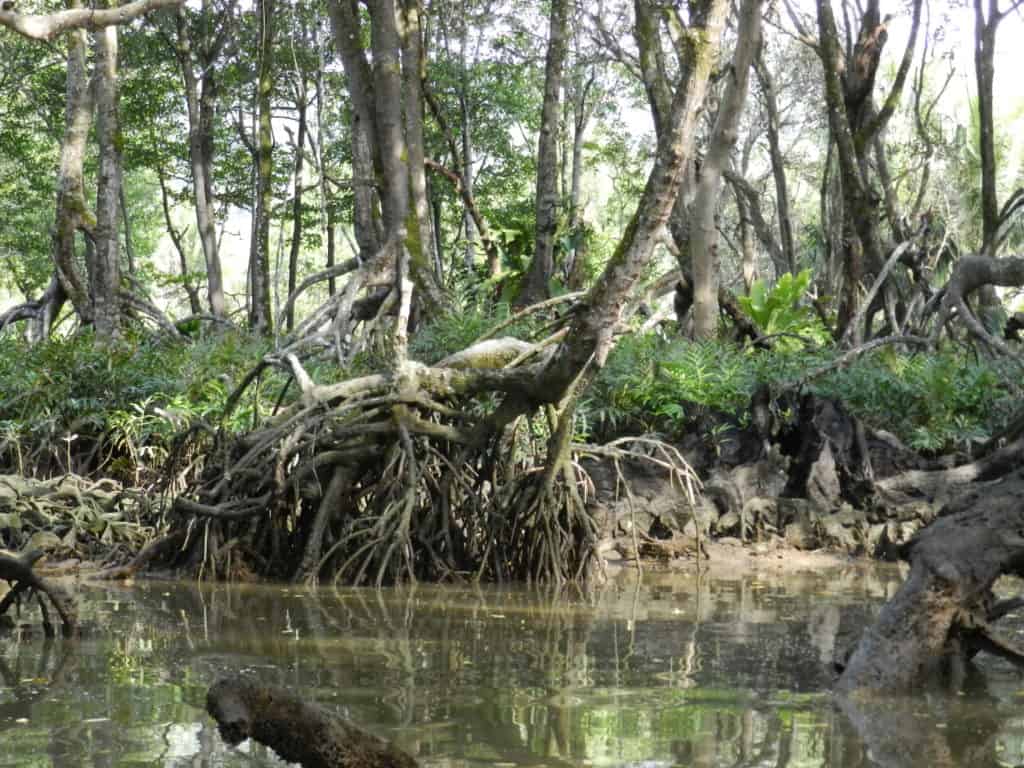 Le paludi di mangrovie sono corpi idrici molto specifici