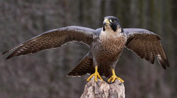 Peregrine Falcon vs Osprey: le principali differenze
