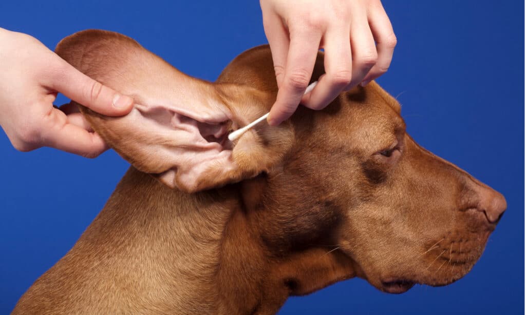 Mani umane che puliscono le orecchie di un cane con un batuffolo di cotone