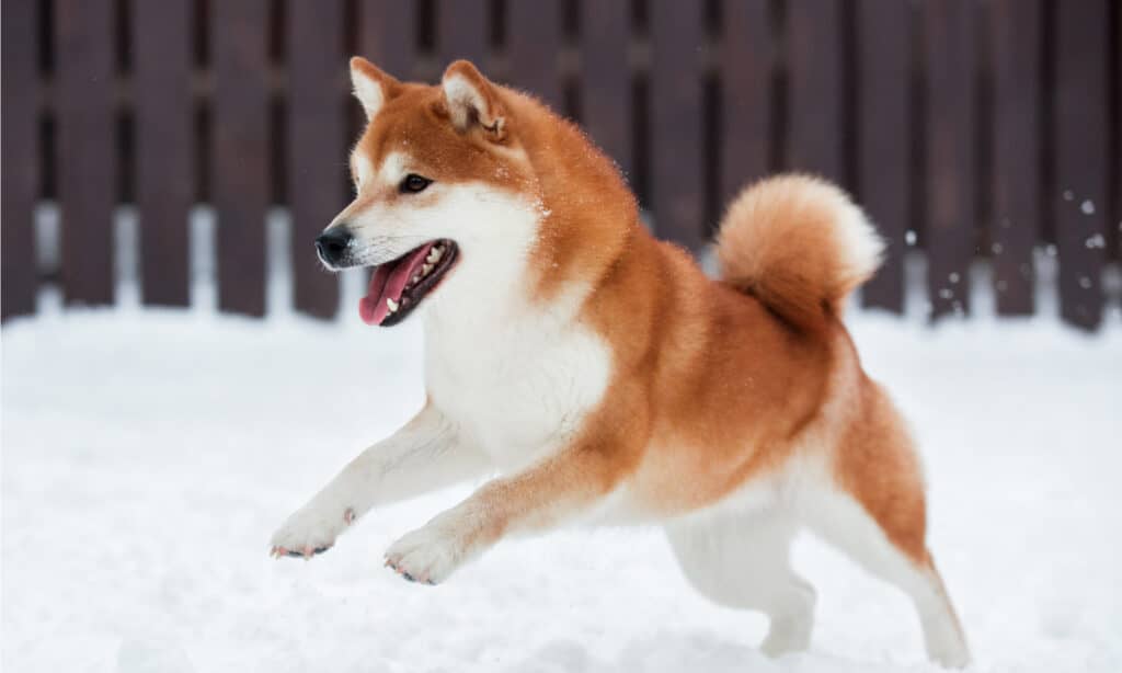 Cane rosso Shiba Inu che gioca nella neve
