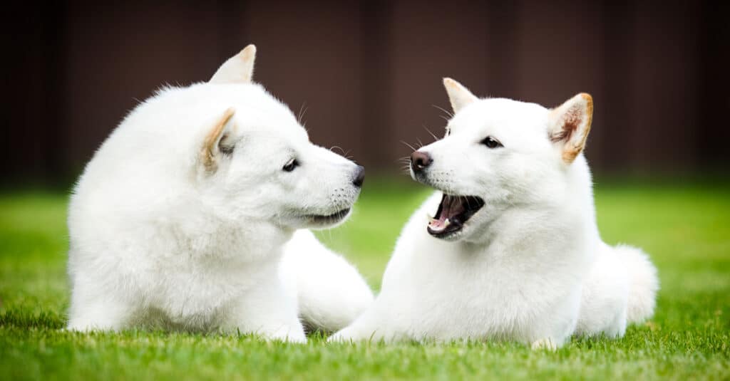 Cane Hokkaido contro Shiba Inu