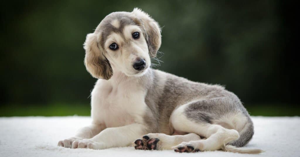 Cucciolo di saluki che inclina la testa