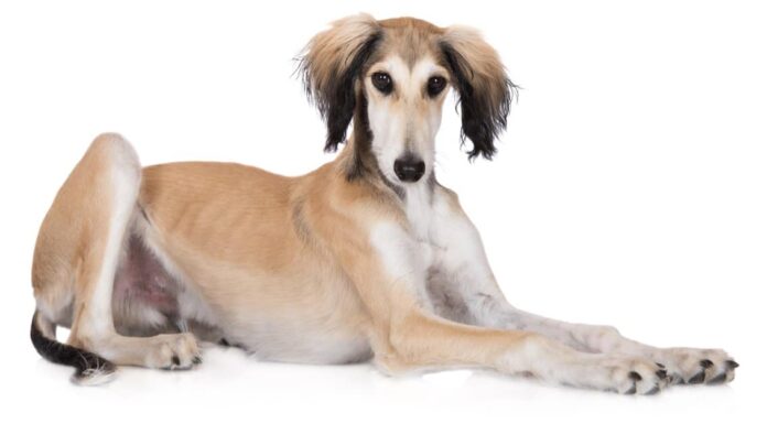 Saluki vs Borzoi