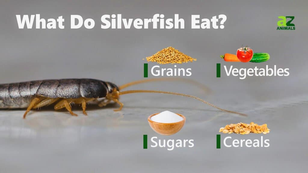Cosa mangiano i pesciolini d'argento