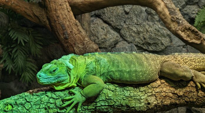 Iguana giamaicana
