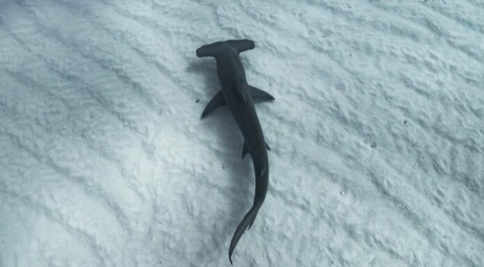 Bonnethead Shark contro squalo martello
