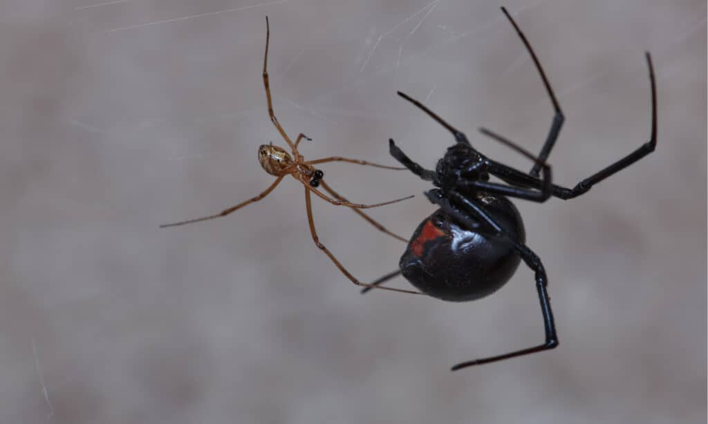 ragno vedova nera maschio contro femmina